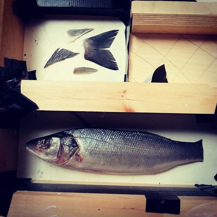RNLI Taxidermy fish display prop - mould making