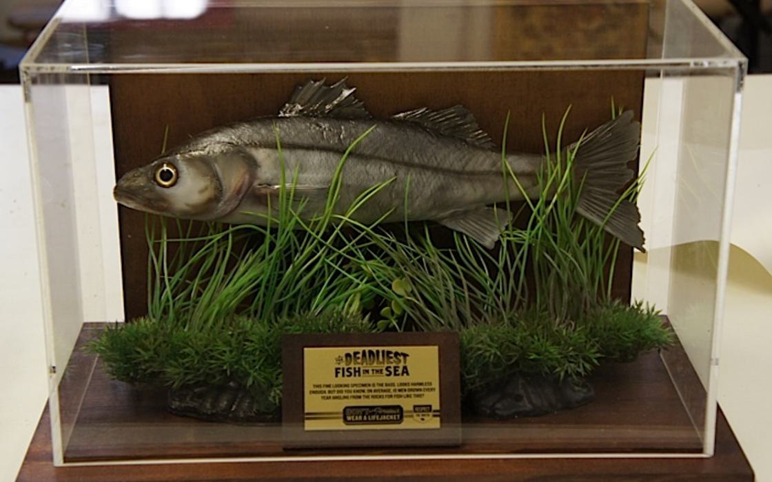 RNLI Taxidermy fish display prop