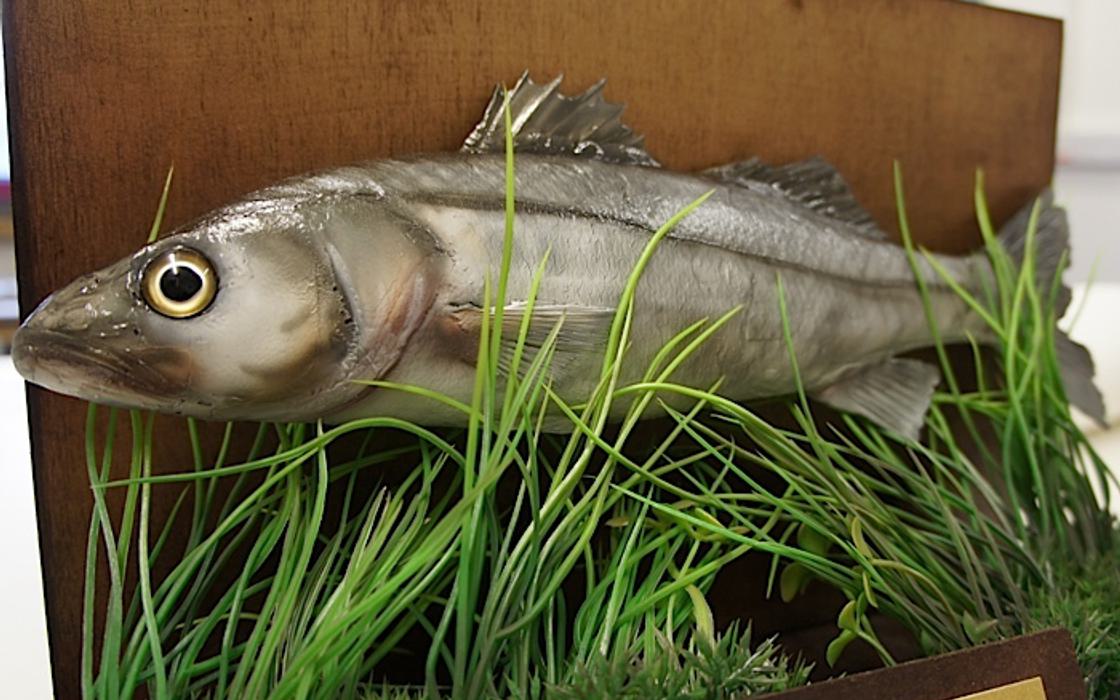RNLI Taxidermy fish display prop - Fake taxidermy fish