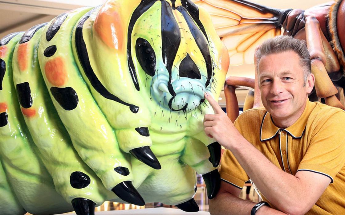 Plunge creations intu big bugs chris packham caterpillar