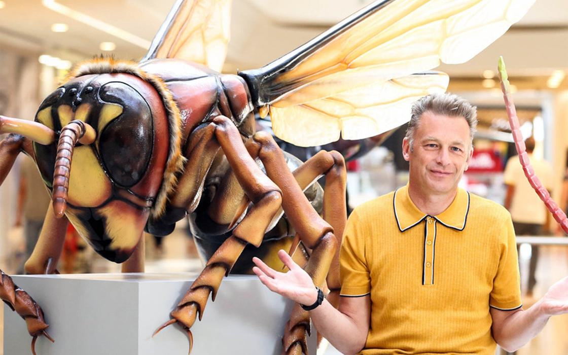 Plunge creations intu big bugs chris packham wasp