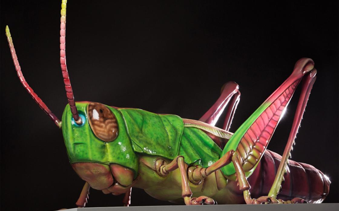 Plunge creations intu big bugs grasshopper